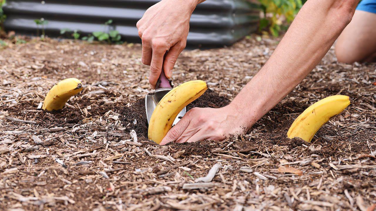 Bury a banana in the ground – Here is the result in 7 days