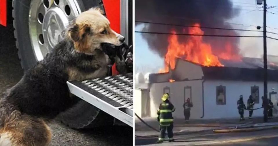 Firefighters were fighting a fire that raged inside the house – and then they saw this dog carrying something in her mouth