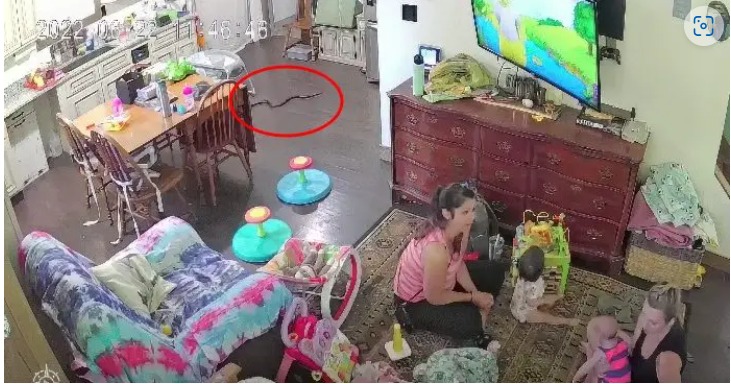 Mom Brushes Off Daughter’s Warning About a Snake, But Watch What Happens