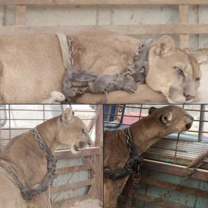 Circus lion was locked up for 20 long years, now watch his reaction when he’s released