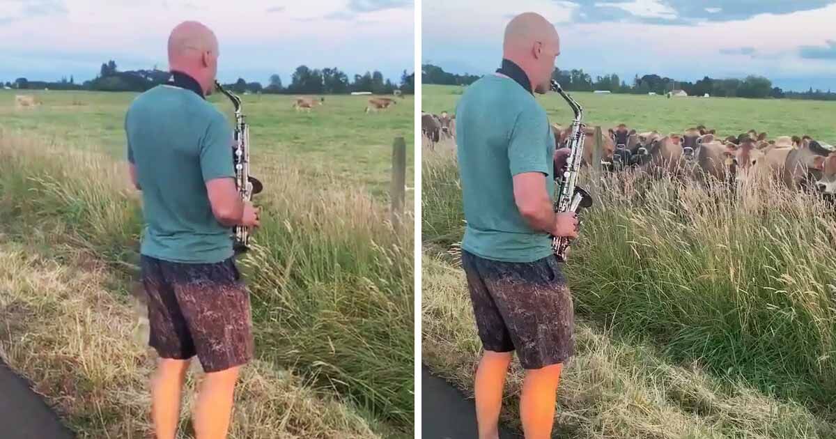 Hilarious Moment When Oregon Man Serenades Cows By Playing Saxophone