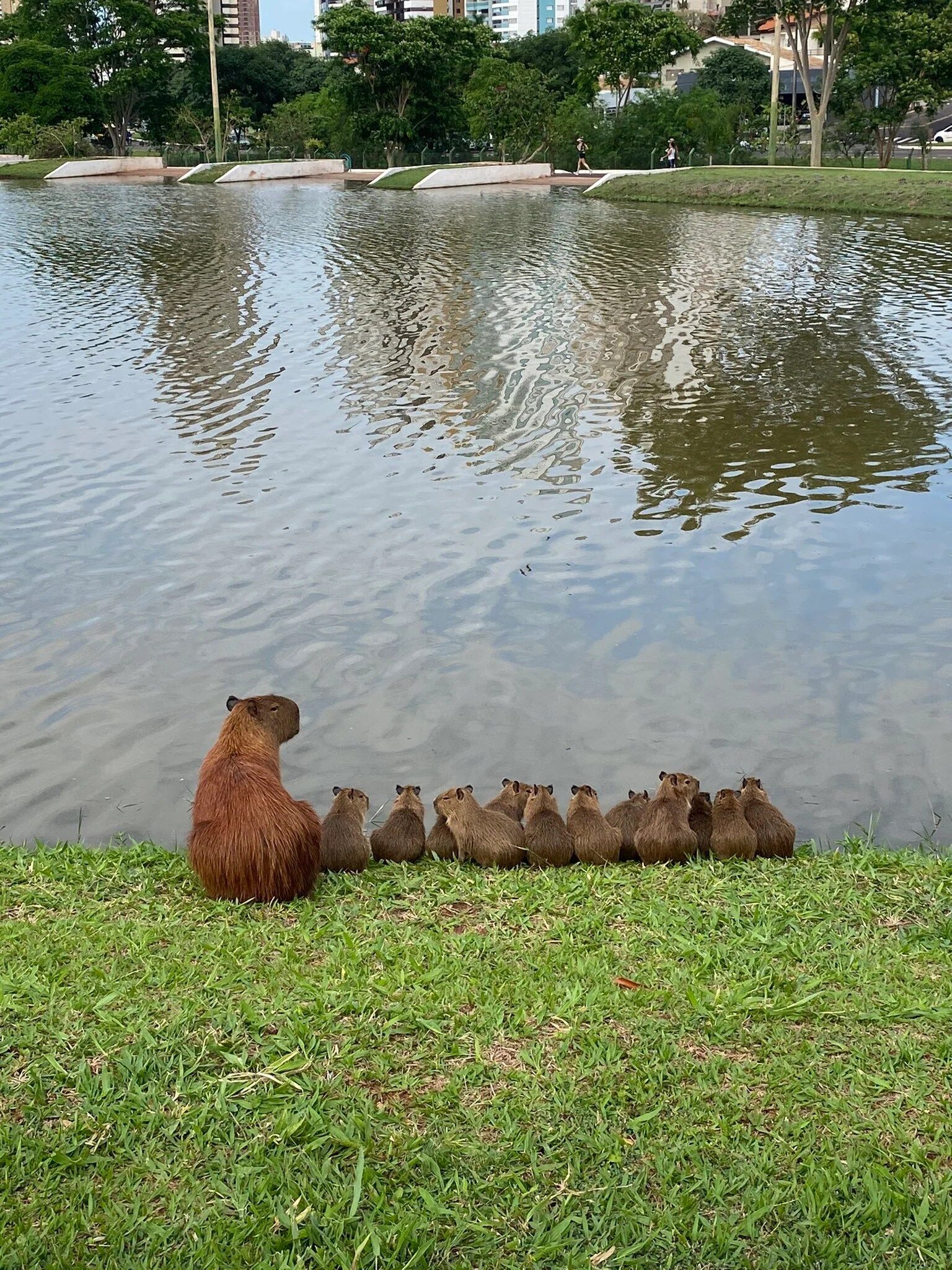 Why Animals Can’t Resist the Charm of Capybaras