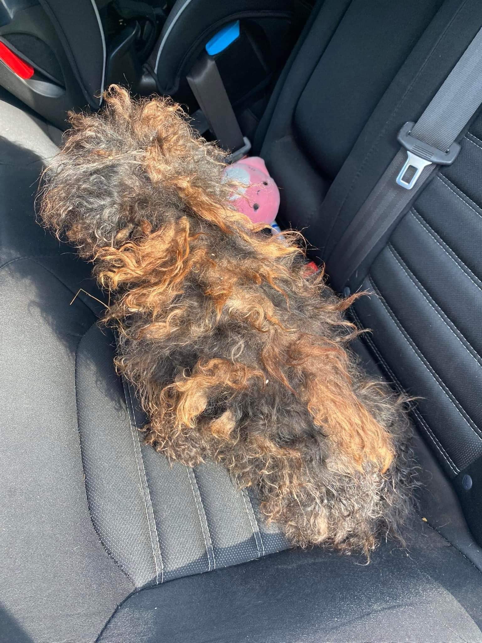 Rescue takes in severely matted dog who looks like a wig — today she’s unrecognizable