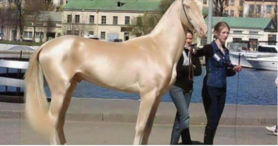 Horse is named the world’s most beautiful, then experts look closer at its coat and realize the unimaginable