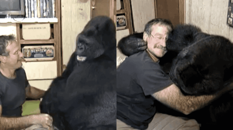 Robin Williams Helped Koko The Gorilla Laugh For The First Time in 6 Months, Following The Loss of Her Childhood Buddy