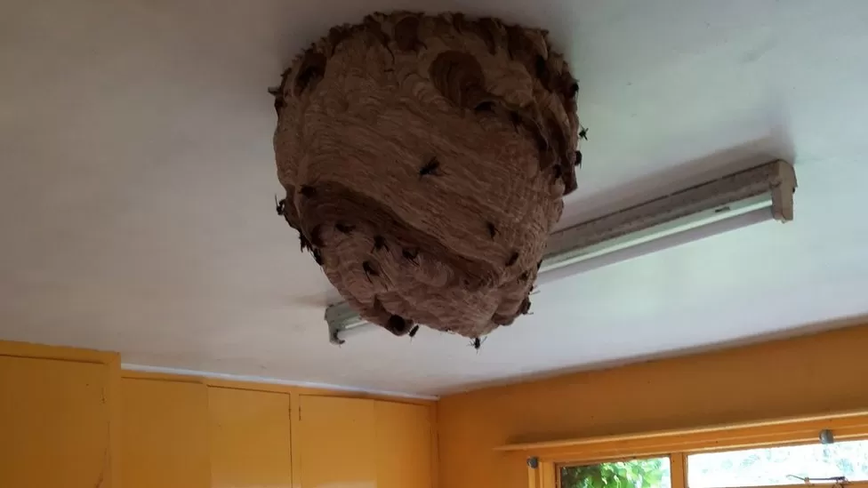 Large Asian Hornet nests found in abandoned house promoting fresh warnings