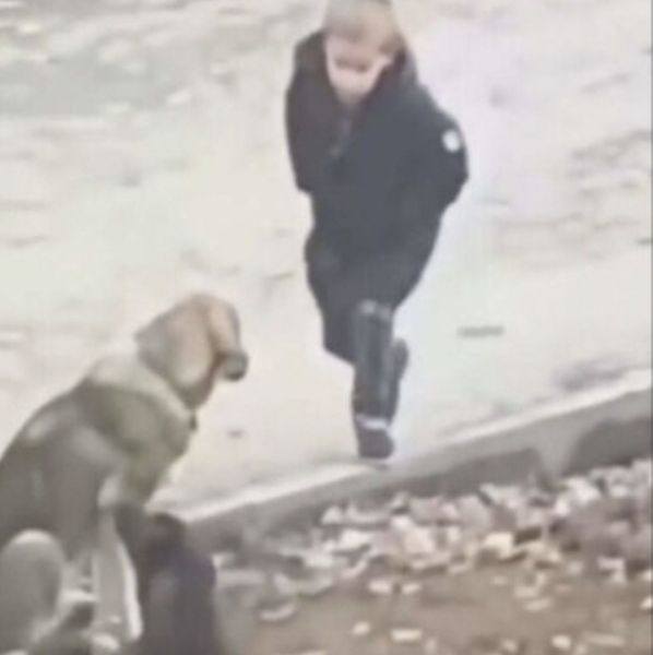 A stranger sees a little boy approaching street dogs on his way to school, unaware that his actions are being caught on camera