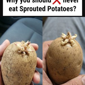 Eating Sprouted Potatoes: Is It Safe?